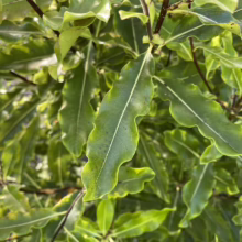 Pittosporum eugenioides (Lemonwood) foliage.