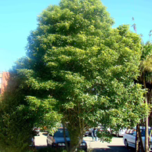 Pittosporum eugenioides (Lemonwood) large tree.