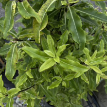 Pittosporum eugenioides (Lemonwood) new foliage.