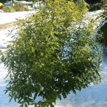 Pittosporum eugenioides (Lemonwood) small bush.