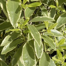 Pittosporum eugenioides ‘Variegatum’ (Lemonwood) foliage.