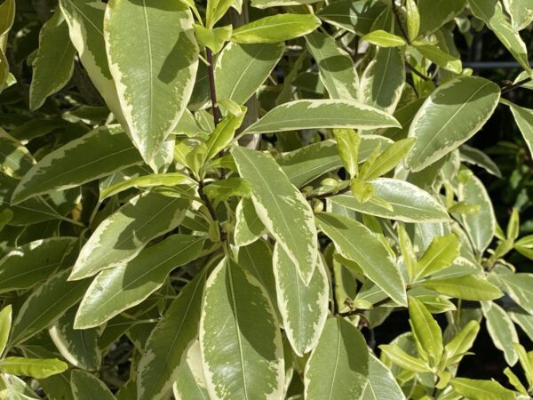 <i>Pittosporum eugenioides</i> 'Variegatum' - Image 2