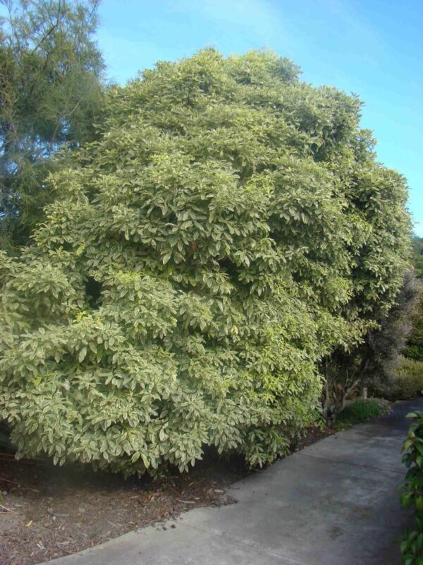 <i>Pittosporum eugenioides</i> 'Variegatum'