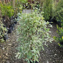 P28 Pittosporum eugenioides ‘Variegatum’ (Lemonwood) at Leafland Nursery