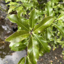 Pittosporum tenuifolium (Kōhūhū) foliage.