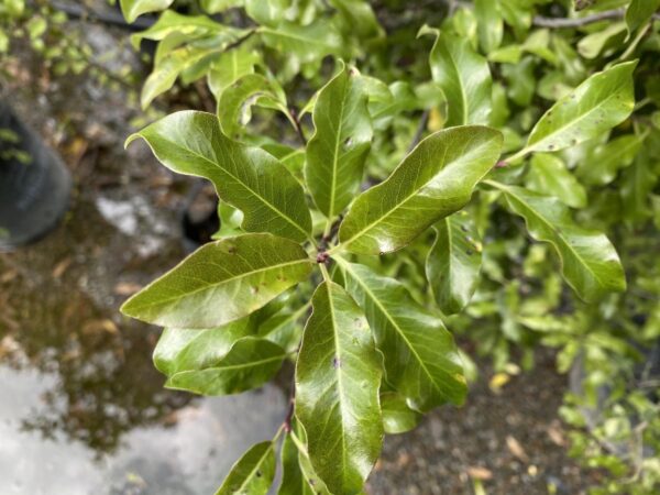 <i>Pittosporum tenuifolium</i> - Image 3