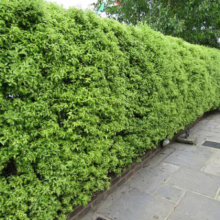 Pittosporum tenuifolium (Kōhūhū) hedge.