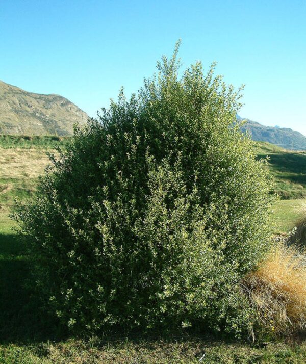 <i>Pittosporum tenuifolium</i>