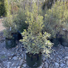 Pittosporum tenuifolium 'Elizabeth' (Kōhūhū) at Leafland.