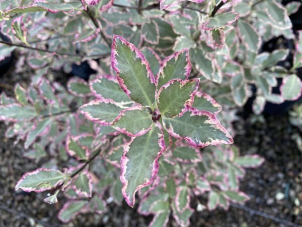 <i>Pittosporum tenuifolium</i> 'Elizabeth'