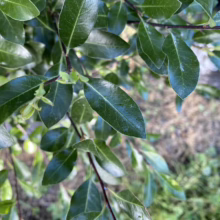 Pittosporum tenuifolium 'Emerald Green' (Kōhūhū) leaf.