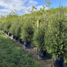 Pittosporum tenuifolium 'Emerald Green' (Kōhūhū) at Leafland Nursery