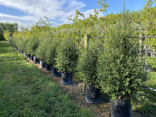 <i>Pittosporum tenuifolium</i> 'Emerald Green' - Image 3