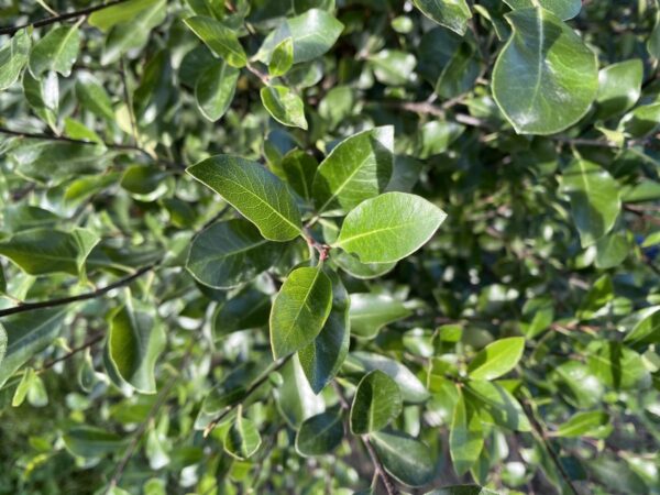 <i>Pittosporum tenuifolium</i> 'Emerald Green'