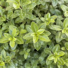 Pittosporum tenuifolium 'Golf Ball Green' (Kōhūhū) foliage.