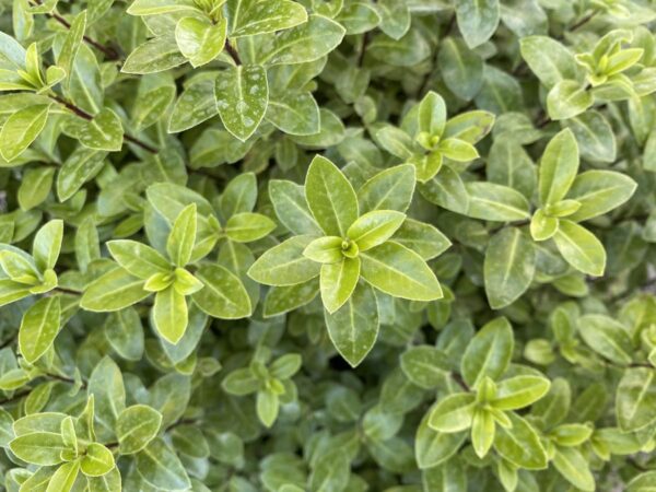 <i>Pittosporum tenuifolium</i> 'Golf Ball Green' - Image 2