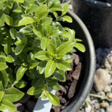 Pittosporum tenuifolium 'Hedgehog' (Kōhūhū) foliage.
