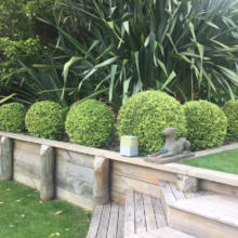 Pittosporum tenuifolium 'Hedgehog' (Kōhūhū) in garden.