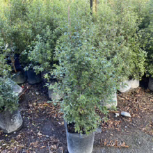 Pittosporum tenuifolium 'Irish Luck' (Kōhūhū) at Leafland.