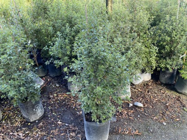 <i>Pittosporum tenuifolium</i> 'Irish Luck' - Image 2