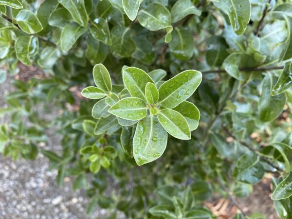 <i>Pittosporum tenuifolium</i> 'Irish Luck'