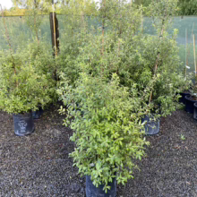 Pittosporum tenuifolium 'Limelight' (Kōhūhū) at Leafland.