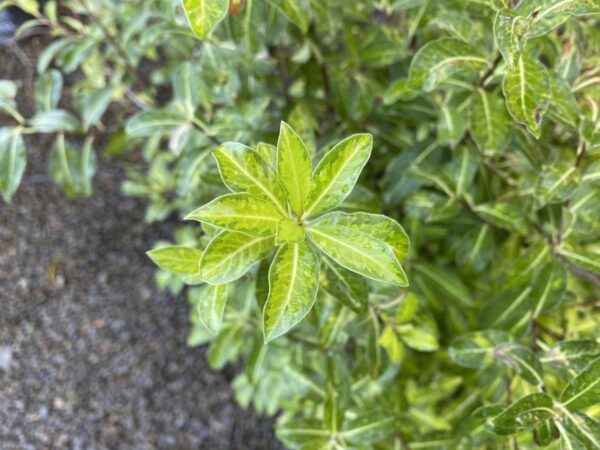 <i>Pittosporum tenuifolium</i> 'Limelight'