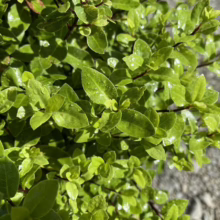 Pittosporum tenuifolium 'Little Anita' (Kōhūhū) foliage.