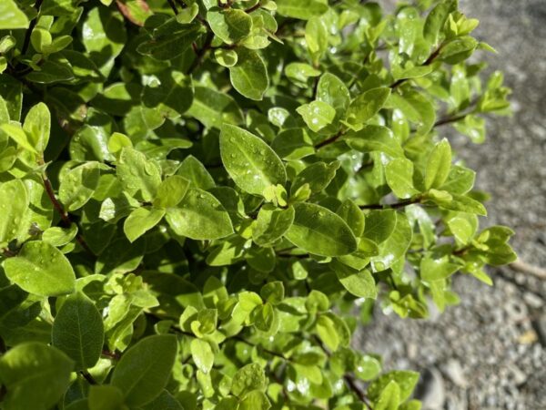 <i>Pittosporum tenuifolium</i> 'Little Anita' - Image 2