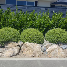 Pittosporum tenuifolium 'Little Anita' (Kōhūhū) in garden.