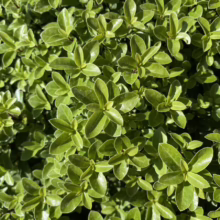 Pittosporum tenuifolium 'Little Gem' (Kōhūhū) foliage.