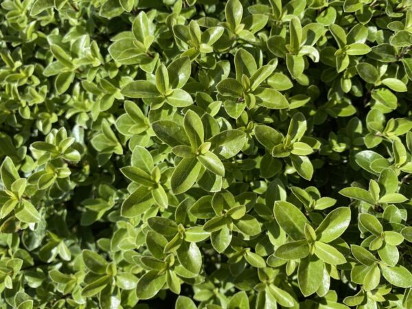 <i>Pittosporum tenuifolium</i> 'Little Gem' - Image 2