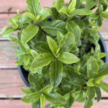 Pittosporum tenuifolium 'Little Kiwi' (Kōhūhū) foliage.