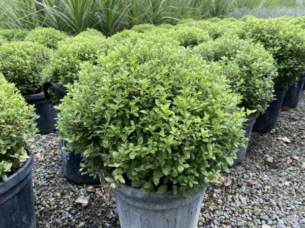 <i>Pittosporum tenuifolium</i> 'Little Kiwi'