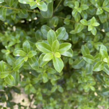 Pittosporum tenuifolium 'Millfield Mint' (Kōhūhū) foliage.