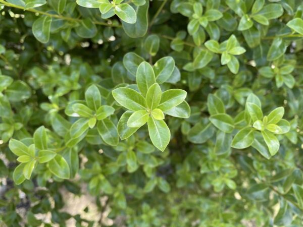 <i>Pittosporum tenuifolium</i> 'Millfield Mint' - Image 2