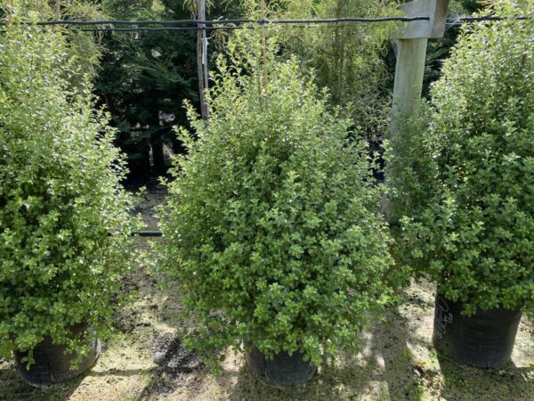 <i>Pittosporum tenuifolium</i> 'Millfield Mint'