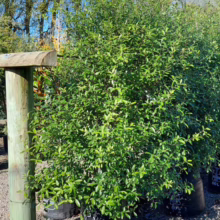 60L Pittosporum tenuifolium 'Millfield Mint' (Kōhūhū) at Leafland