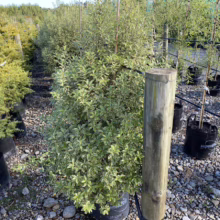 Pittosporum tenuifolium 'Miracle' (Kōhūhū) at Leafland Nursery