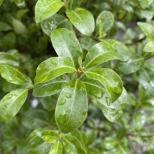 Pittosporum tenuifolium 'Mountain Green' (Kōhūhū) leaf.