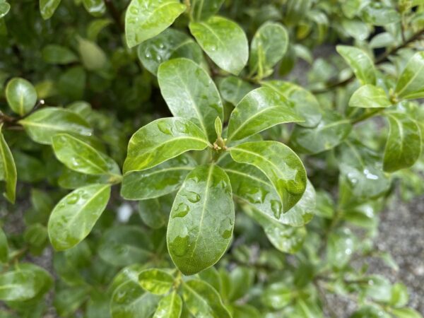 <i>Pittosporum tenuifolium</i> 'Mountain Green' - Image 2