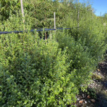 Pittosporum tenuifolium 'Mountain Green' (Kōhūhū) line at Leafland Nursery.