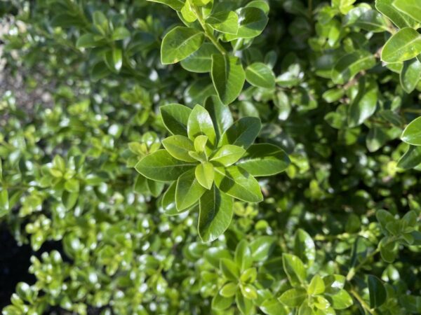 <i>Pittosporum tenuifolium</i> 'Mountain Green'