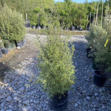 Pittosporum tenuifolium 'Mountain Jade' (Kōhūhū) tree at Leafland.