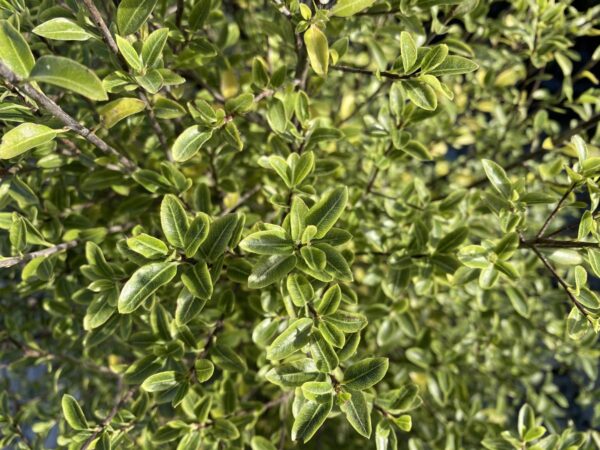 <i>Pittosporum tenuifolium</i> 'Mountain Jade'