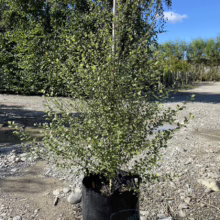 Pittosporum tenuifolium 'Oliver Twist' (Kōhūhū) tree at Leafland