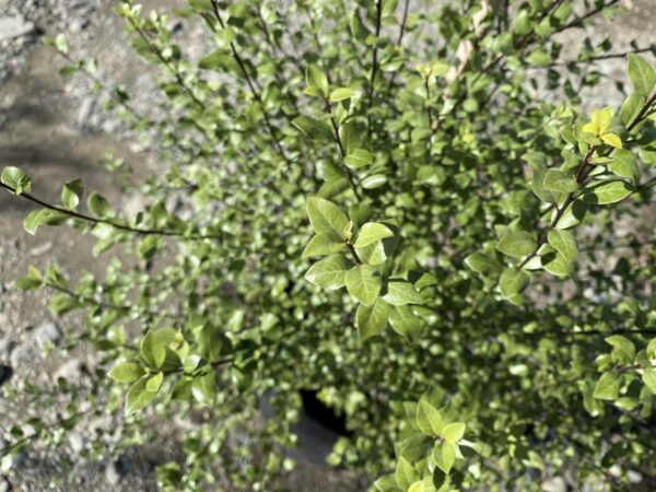 <i>Pittosporum tenuifolium</i> 'Oliver Twist'