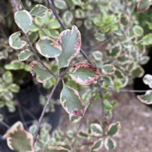 Pittosporum tenuifolium 'Silver Pillar' (Kōhūhū) pinkish foliage.
