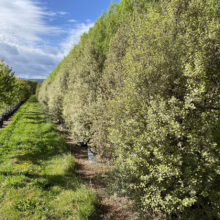 Pittosporum tenuifolium 'Silver Pillar' (Kōhūhū) line at Leafland.
