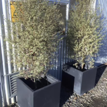 Pittosporum tenuifolium 'Silver Pillar' (Kōhūhū) in pots.